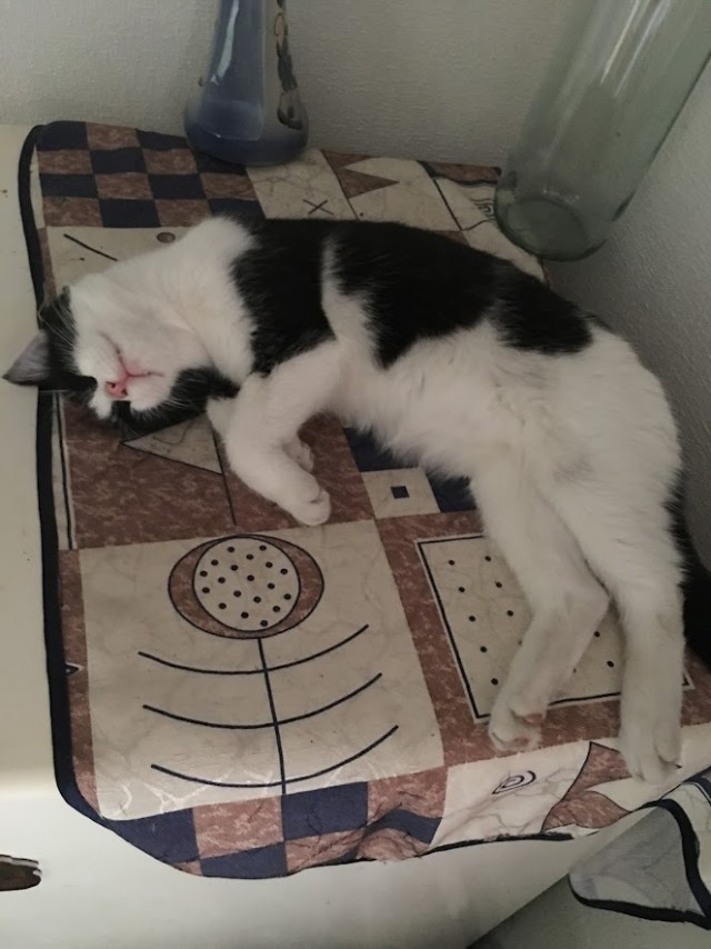 Долой политику, ура котикам!
