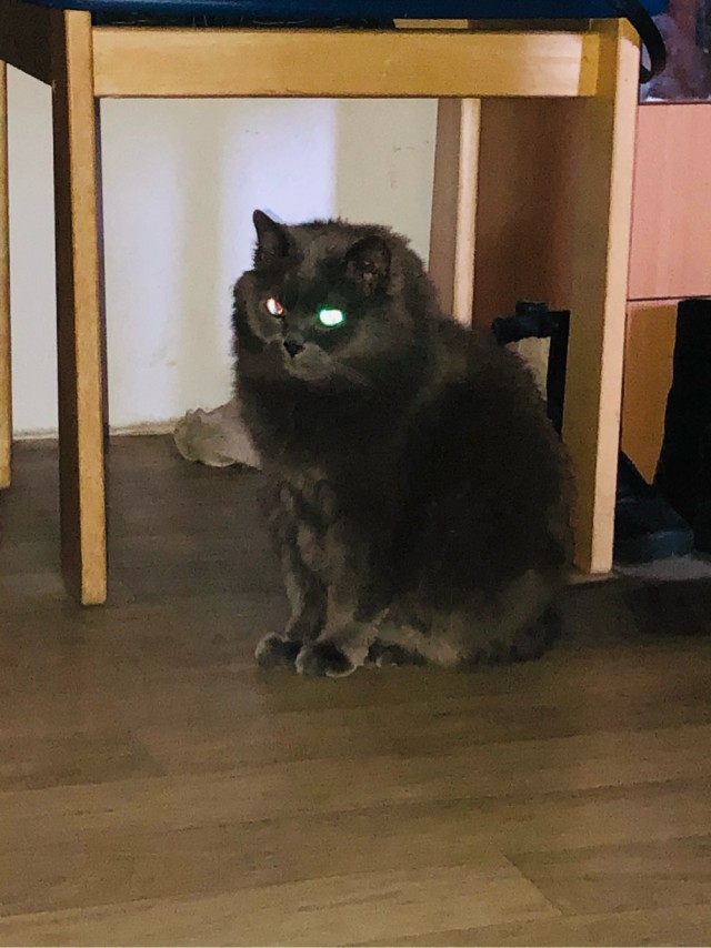 А что это мы котовторник не начинаем? Время пришло!
