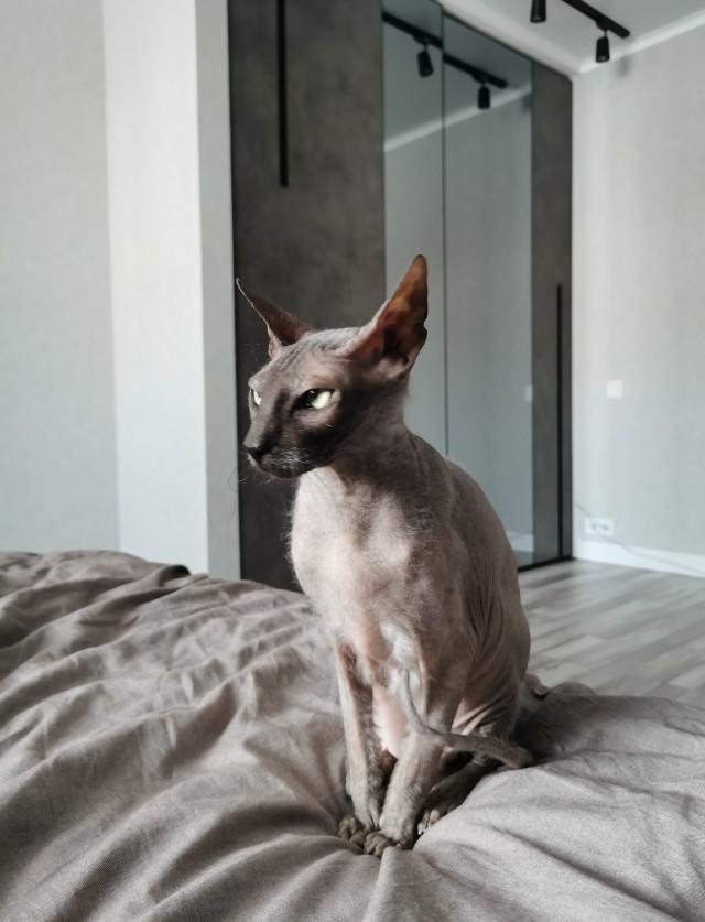 Котовторник