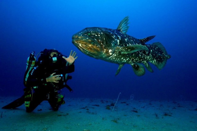 «Живая окаменелость» латимерия