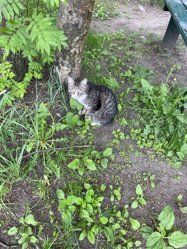 Лето и коты