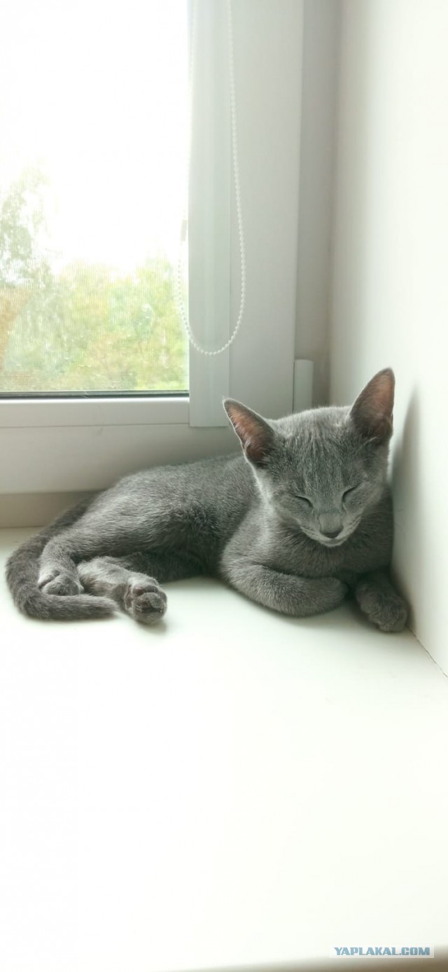 Котовторник 19.07.22