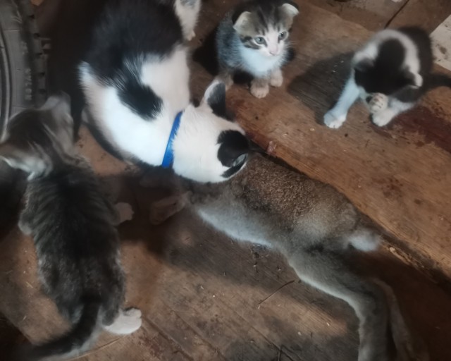 Наша коша