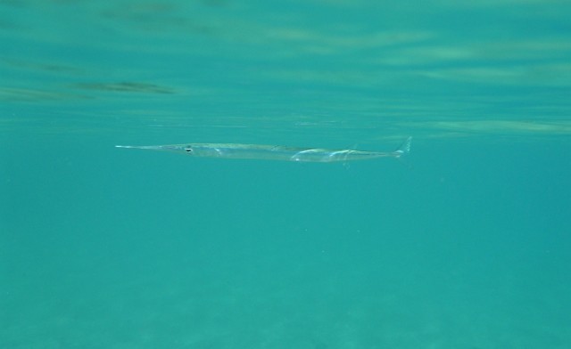 Деревенская Америка