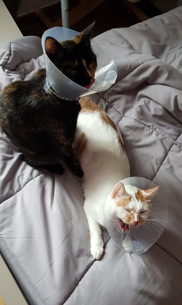 Немного милоты в котовторник
