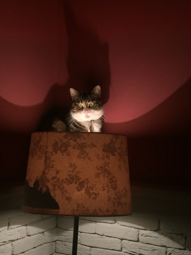 Котолампа. Кот и лампа - новый вариант старого мема
