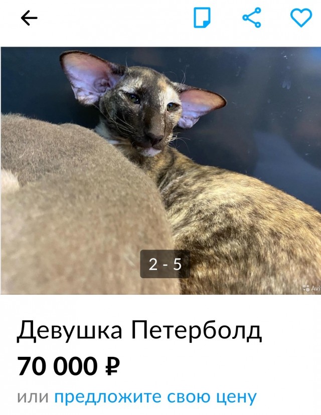 Питерболды — очень дружелюбные кошки, которые уживутся со всеми членами вашей семьи