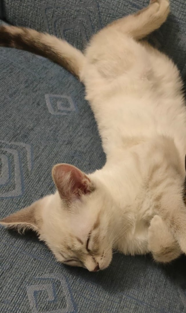 Котовторник 1.11.22
