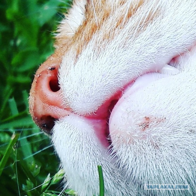 Котоюмор на ЯП. Веселые кото-картинки!