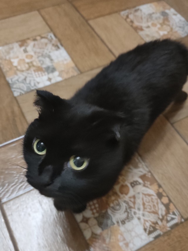 Чёрные коты не такие