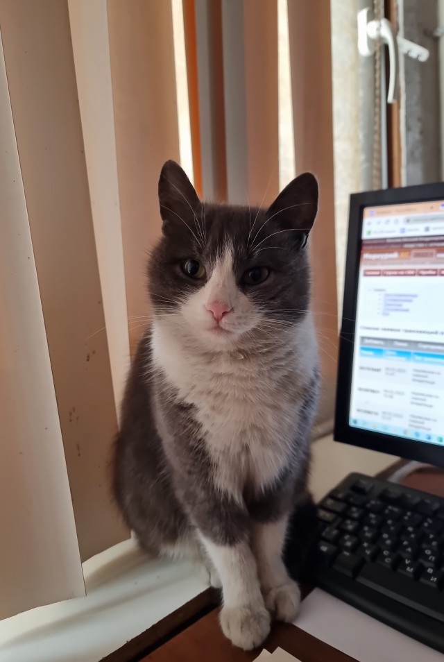 Котовторнику посвящается