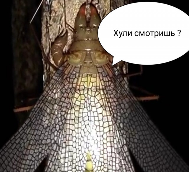 Что это за динозавр?
