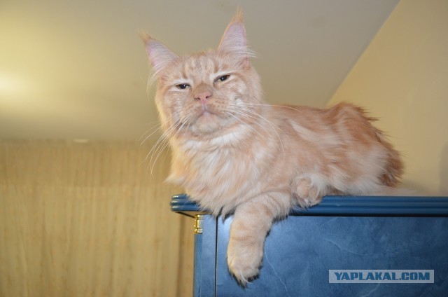 Котовторник 09.04.2013