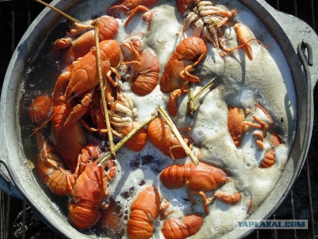 Дача, грибы, мясо, овощи.