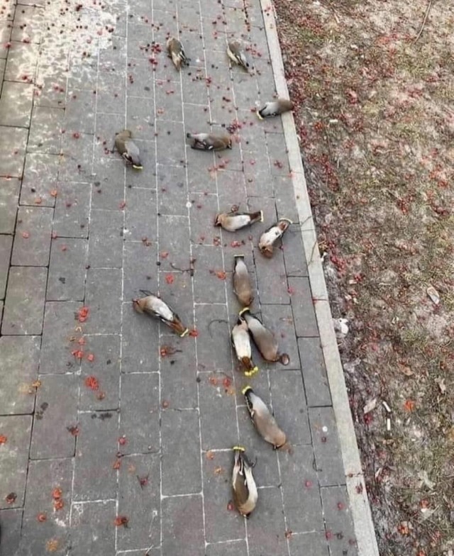 Свиристели, свиристели... пообедать прилетели!