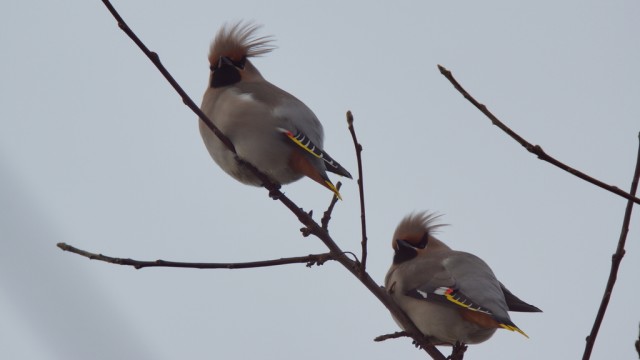 Свиристели, свиристели... пообедать прилетели!