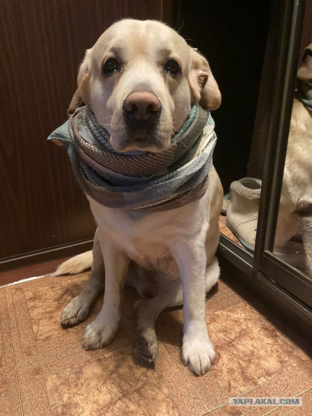 Ася (Собакочетверг же)