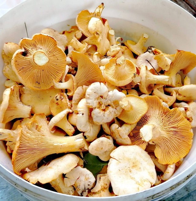 Ну вот и я порадовалась грибочкам