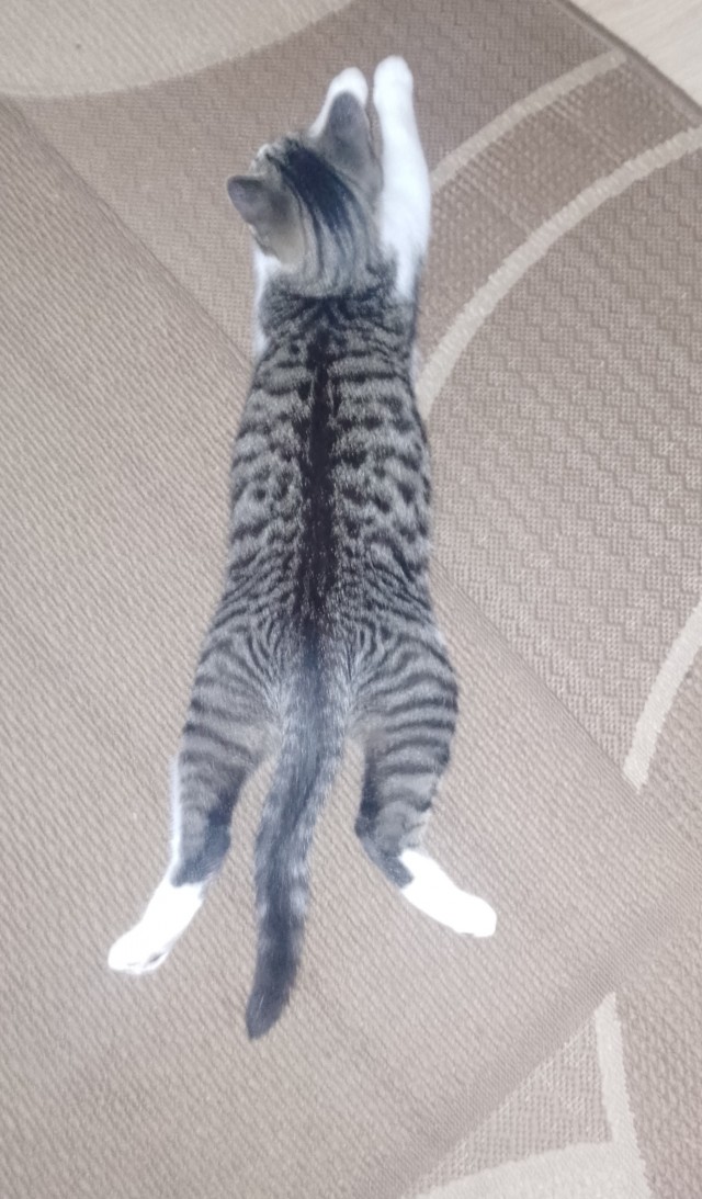 К котовторнику!)