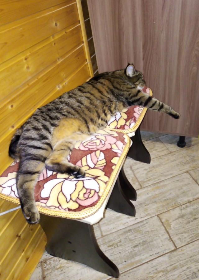 Совпало с котовторником.
