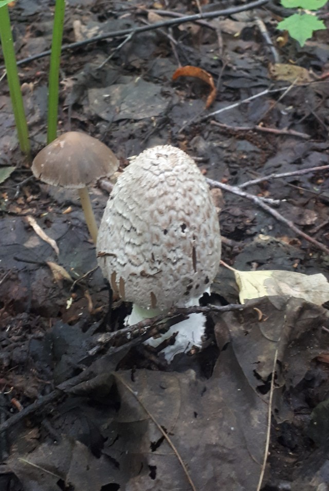 Грибной поход . День второй