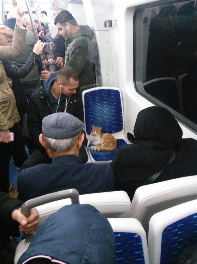 Беззаботные жители Средиземноморья