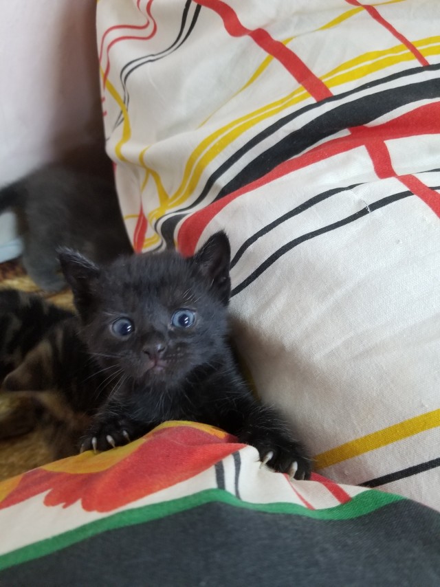 Котовторник