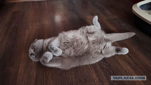 В Январе всем на диету