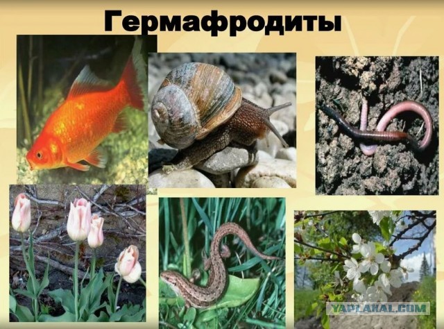 А на восьмой день Он придумал паркет