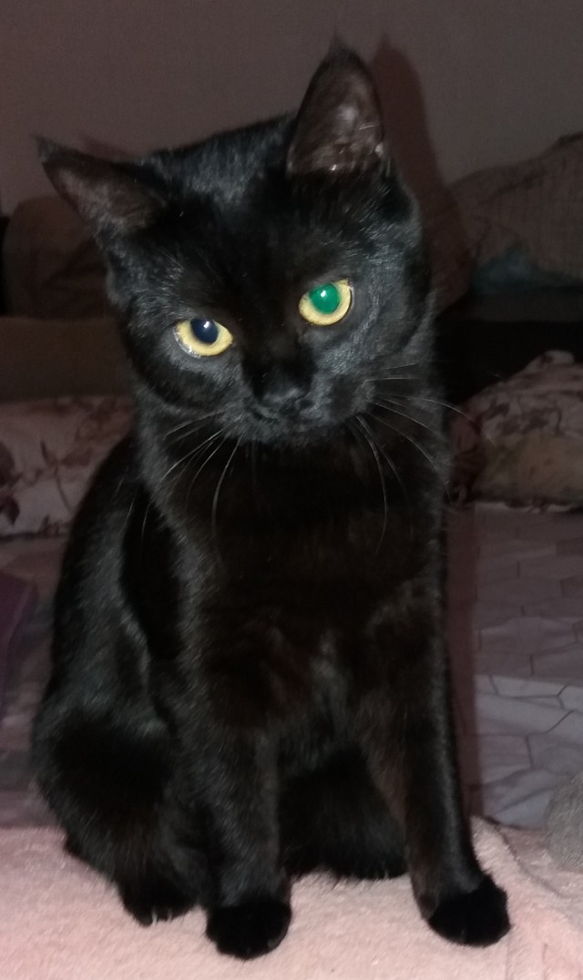 Друзья (котовторник)
