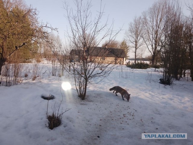 Жизнь домашнего приюта для котеек 574