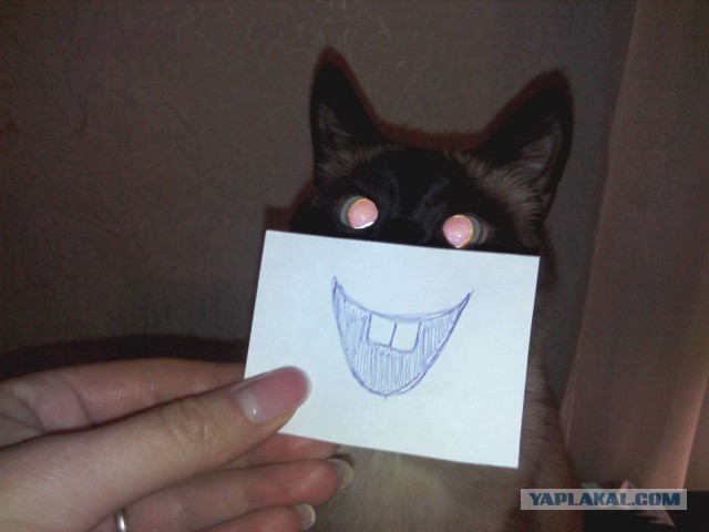 Котовторник 18.03.2014