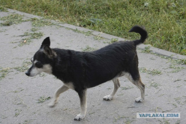 Собакочетверг