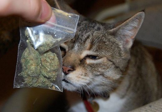 Кот принес домой пакетик с марихуаной
