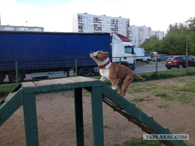 Собачники ЯПа объединяйтесь!