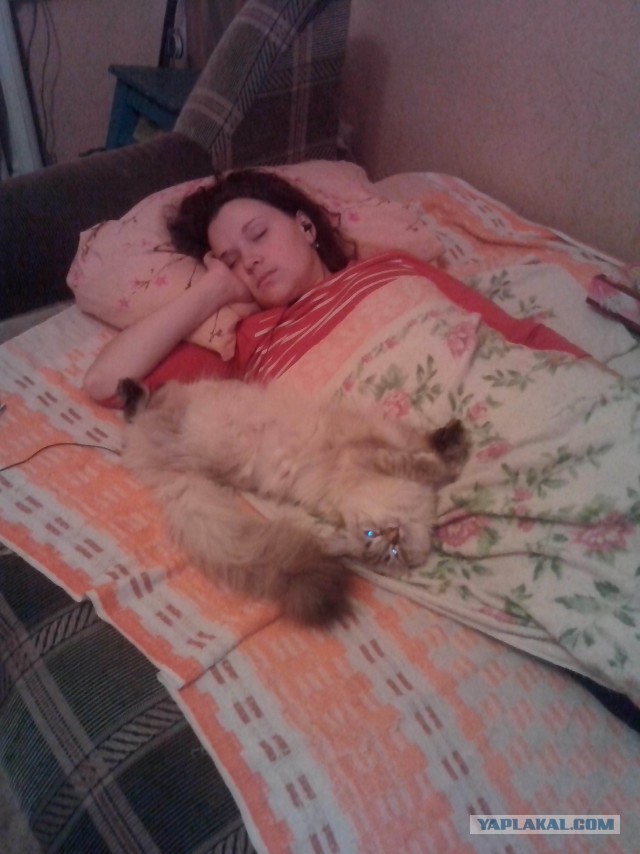 Котовторник 01.07.2014