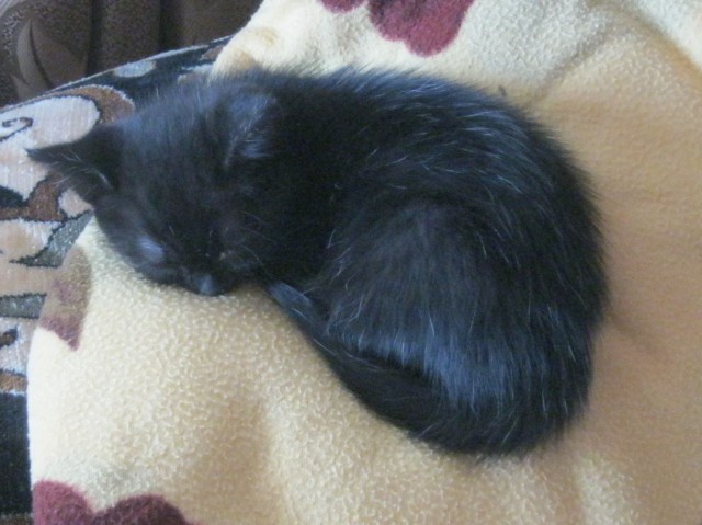 Котовторник 05.08.2014