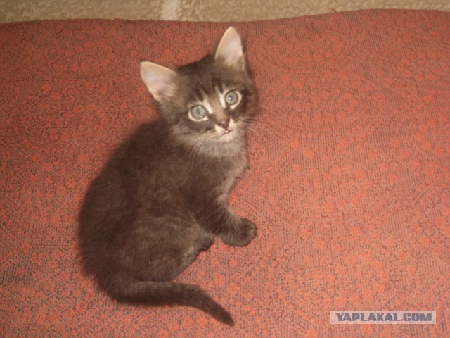 Котовторник 30.09.2014