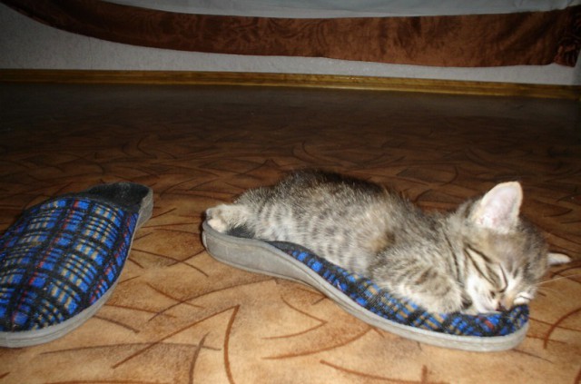 Котовторник