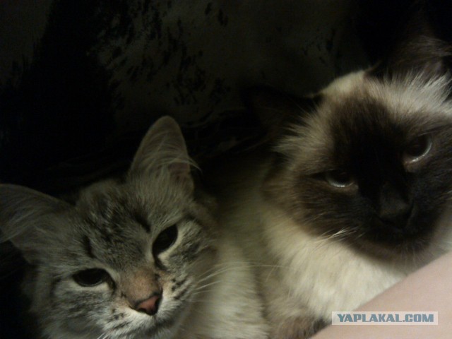 Котовторник
