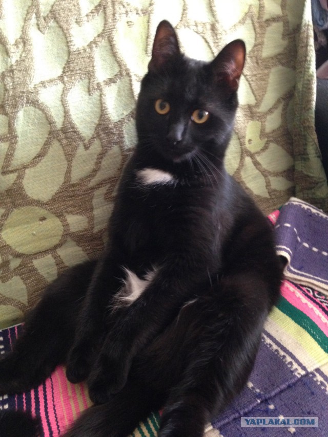 Котовторник 16.06.2015., Котовторник наступил!