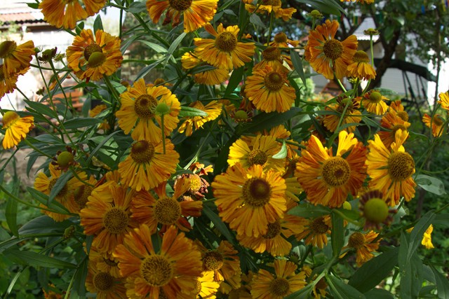 Золотая осень