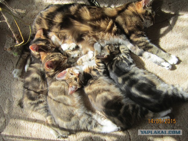 Котовторник 15-09-2015 !