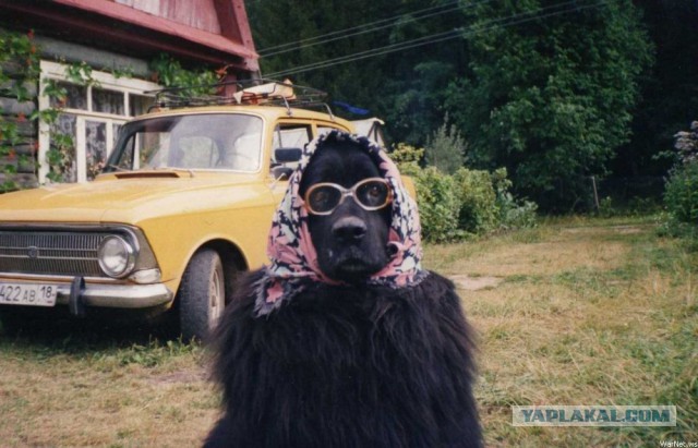 С просторов сети