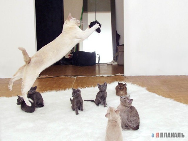Коты, кошки, котята
