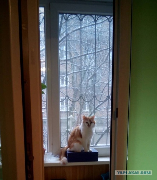 Котооо-о-о-вторник