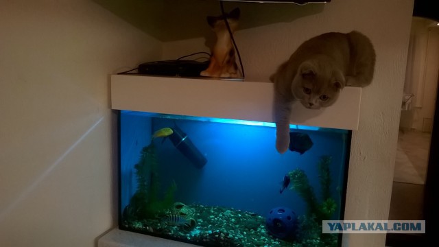 Котовторник 16.02.16