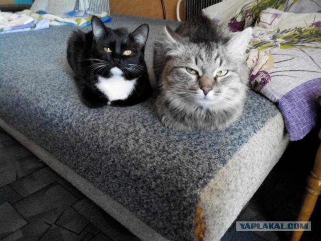 Котовторник 29.03.2016