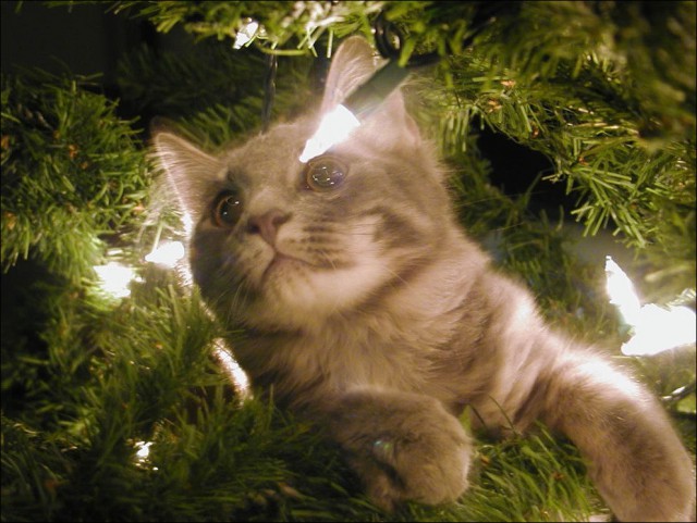 Коты из сети