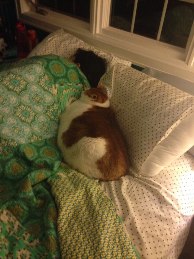 Коты и Кошки